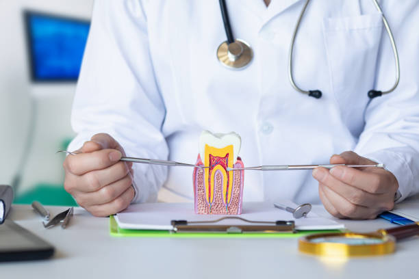 Best Emergency Dental Care for Broken or Chipped Teeth in Lindstrom, MN